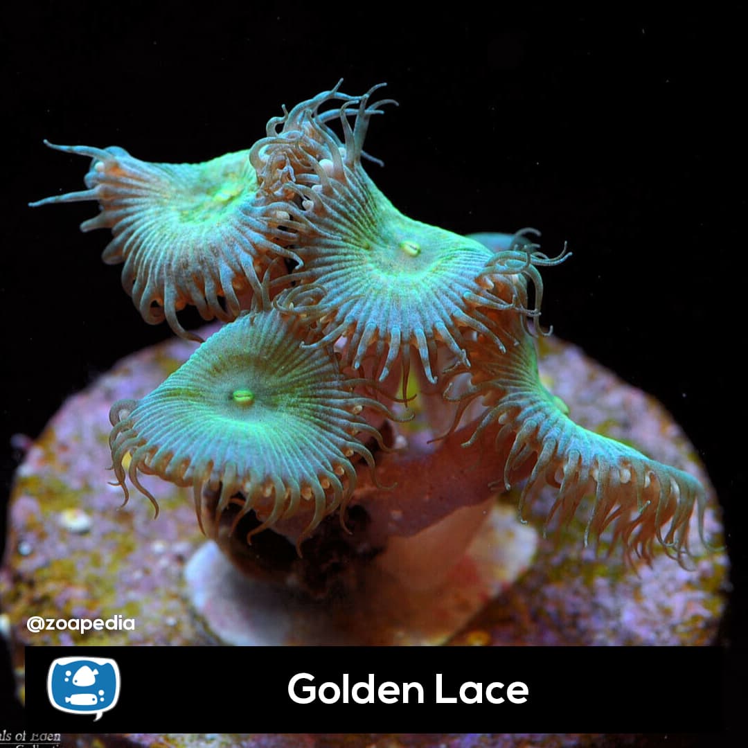 Golden Lace