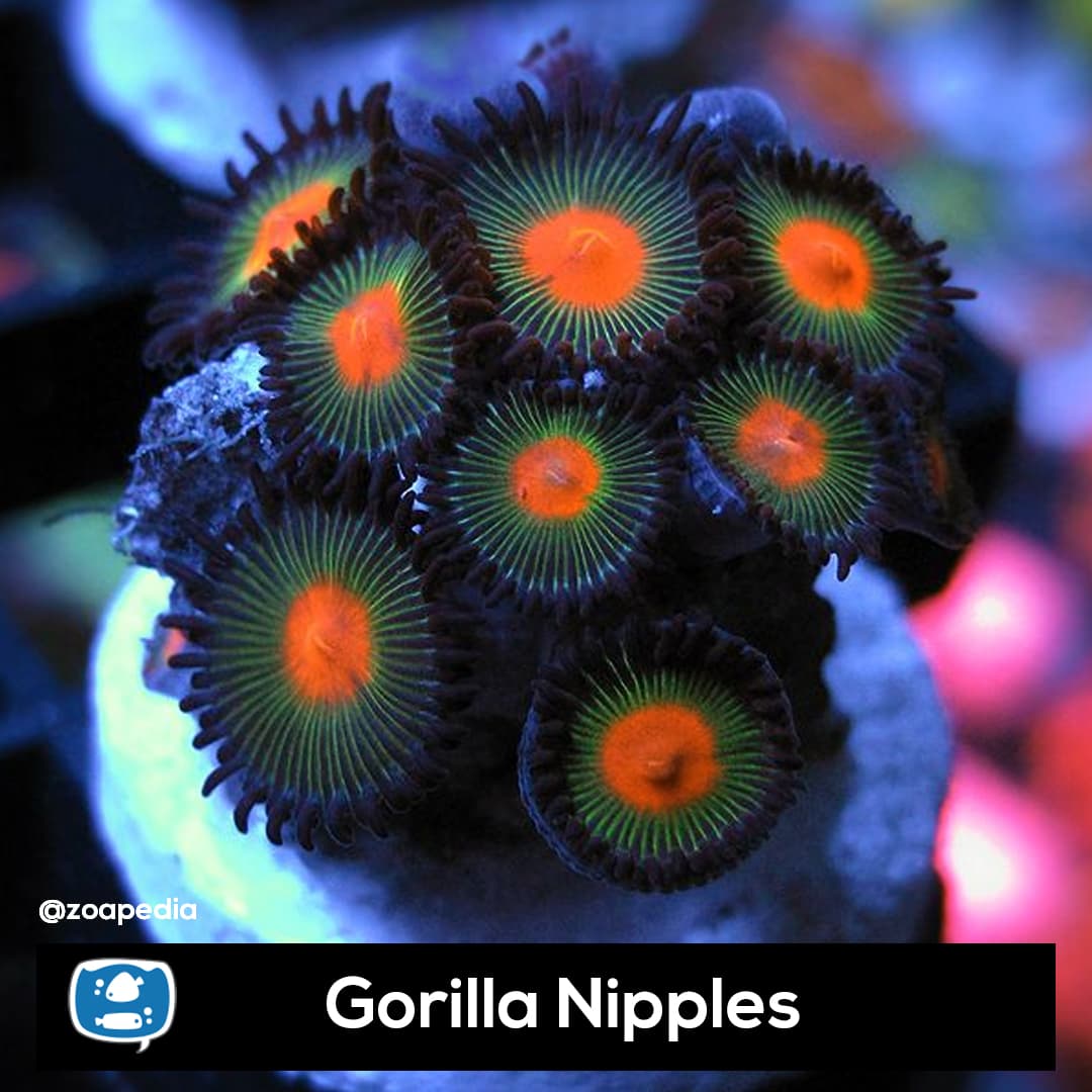 Gorilla Nipples