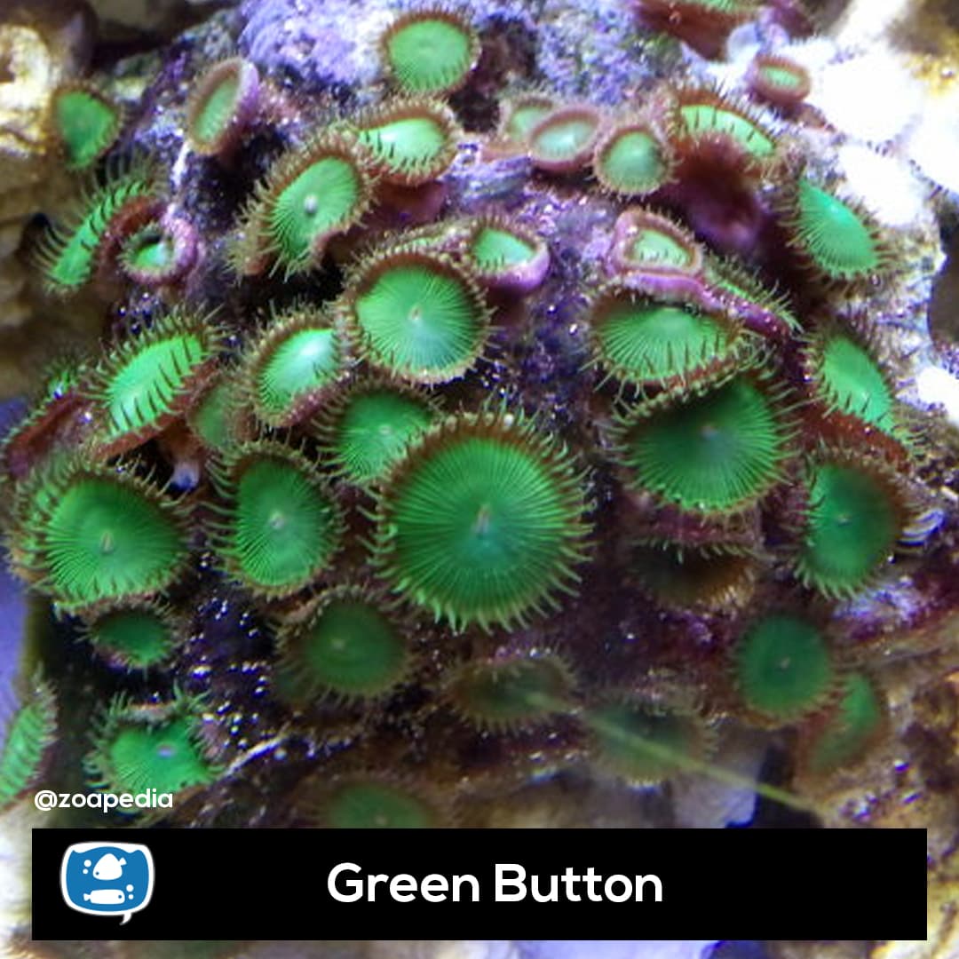 Green Button