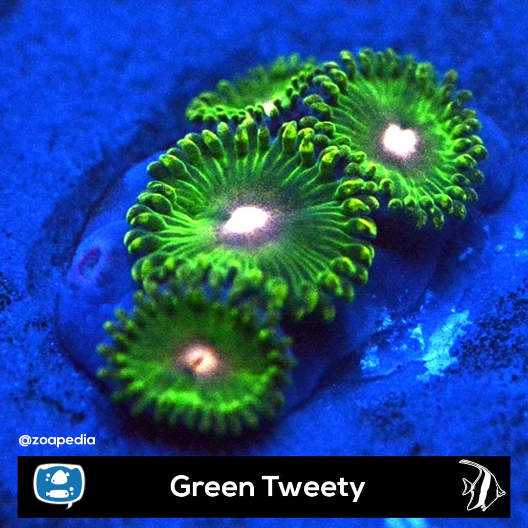Green Tweety