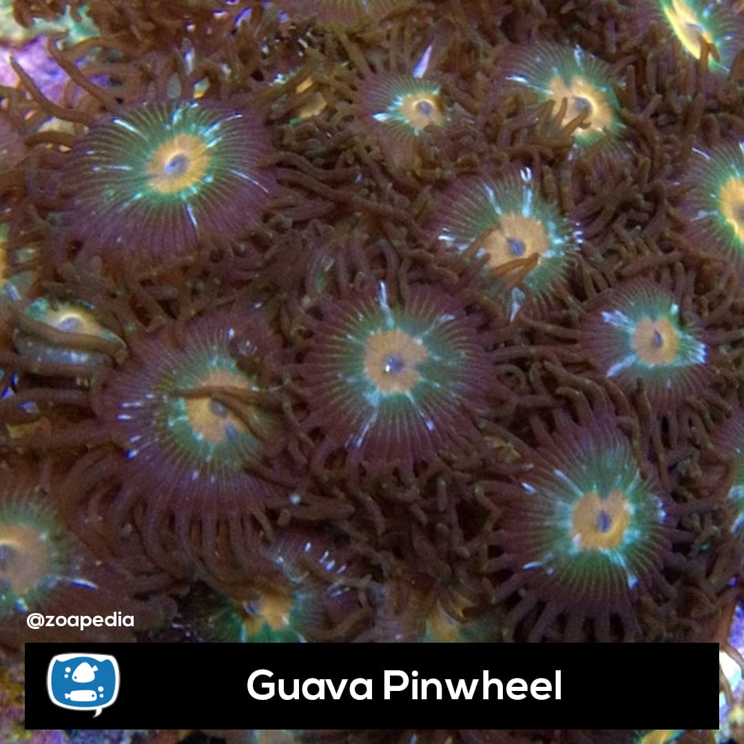 Guava Pinwheel