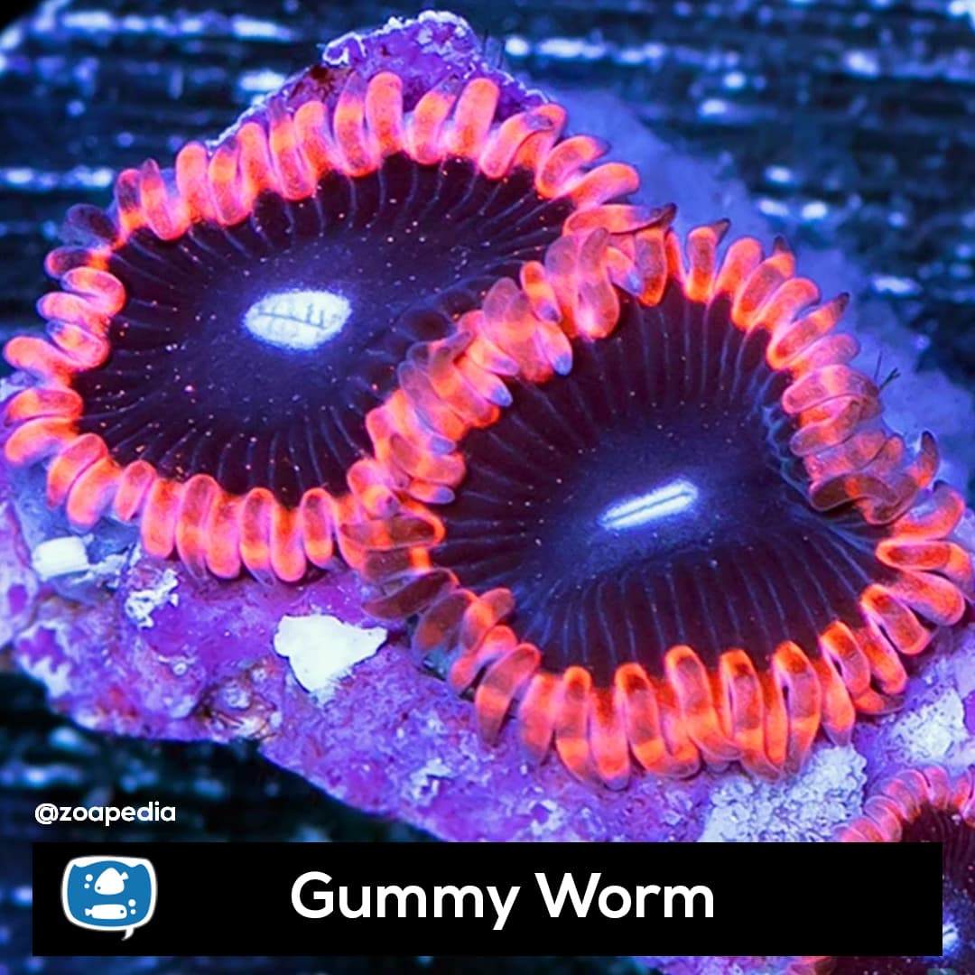 Gummy Worm
