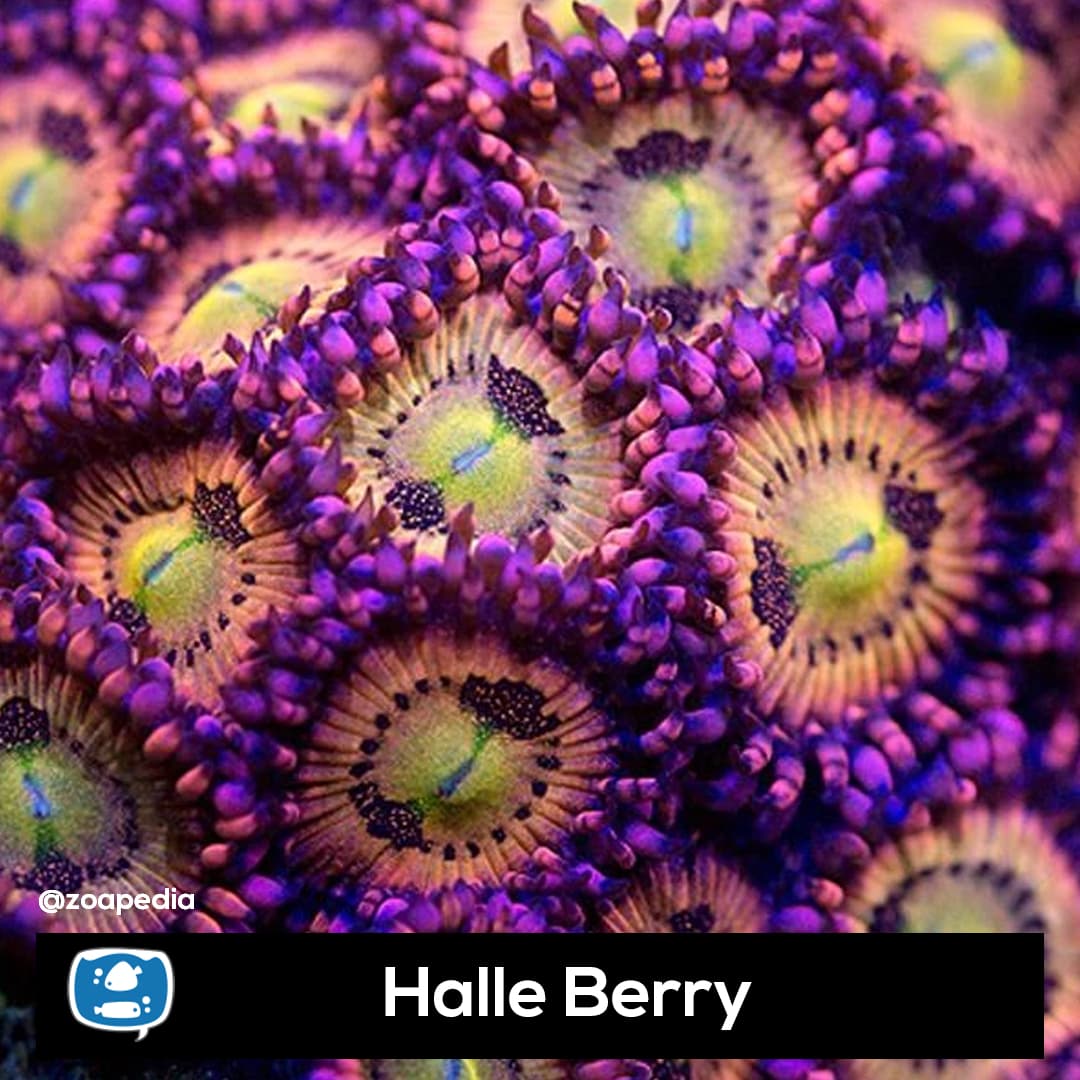 Halle Berry