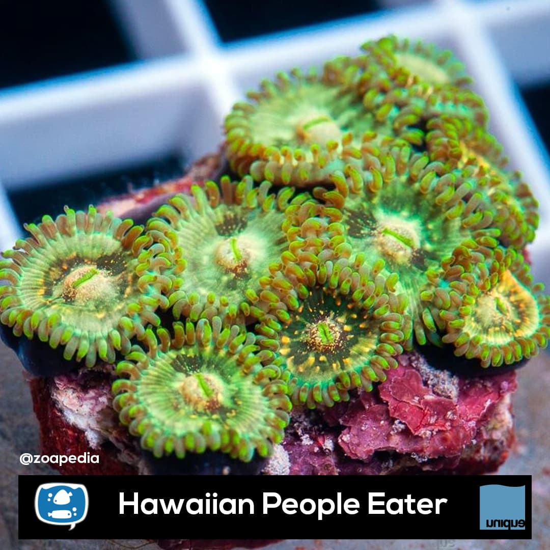 Hawaiian People Eater