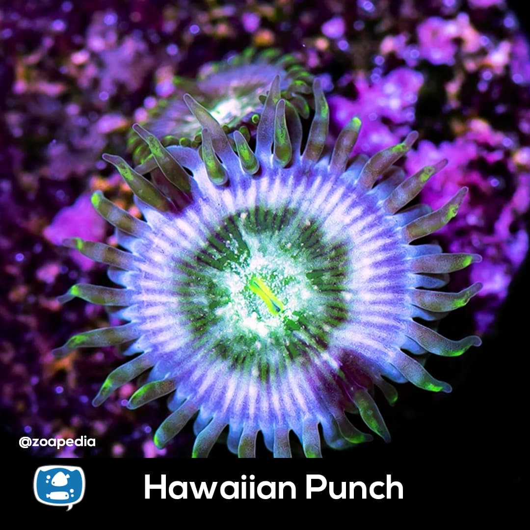 Hawaiian Punch