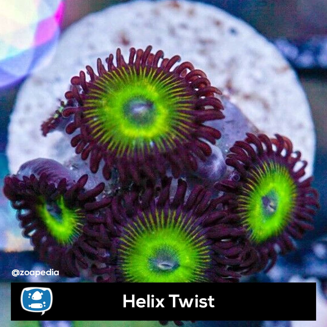 Helix Twist