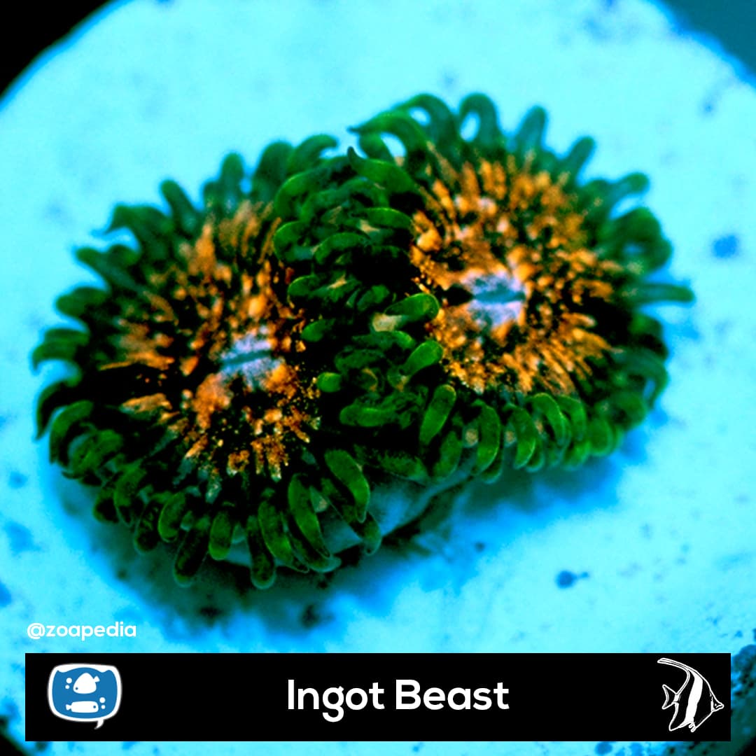 Ingot Beast