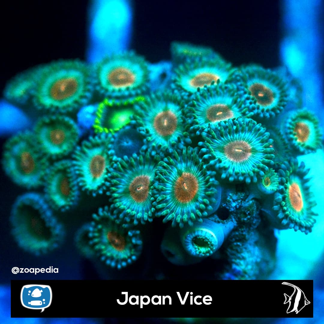 Japan Vice