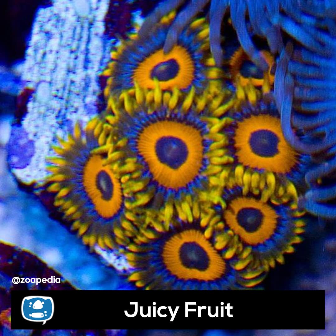 Juicy Fruit