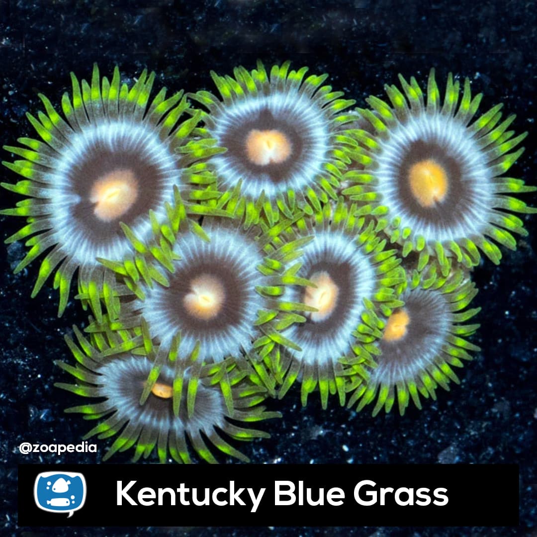 Kentucky Blue Grass