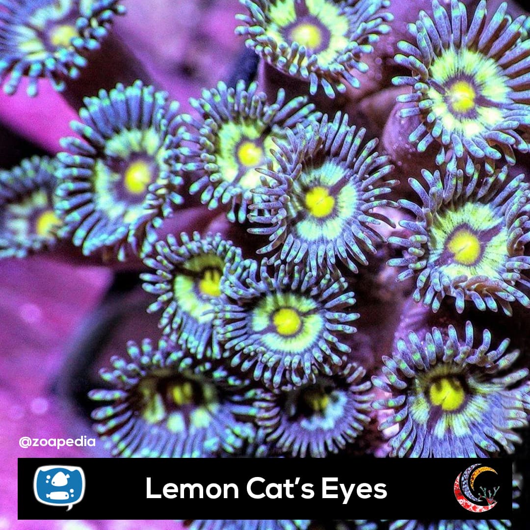 Lemon Cat's Eyes