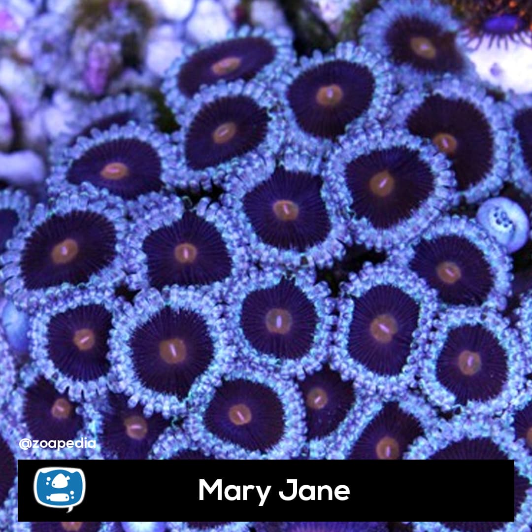 Mary jane