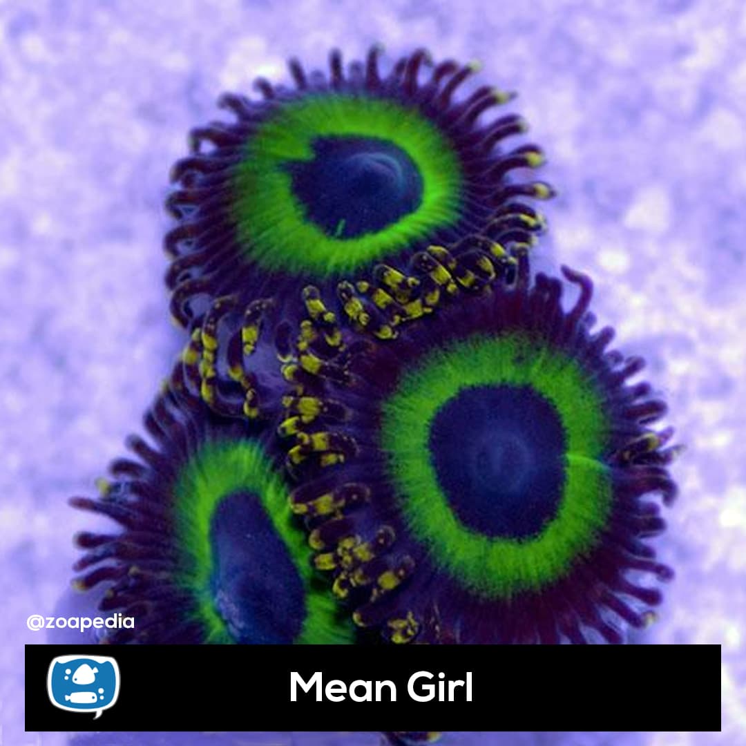 Mean Girl