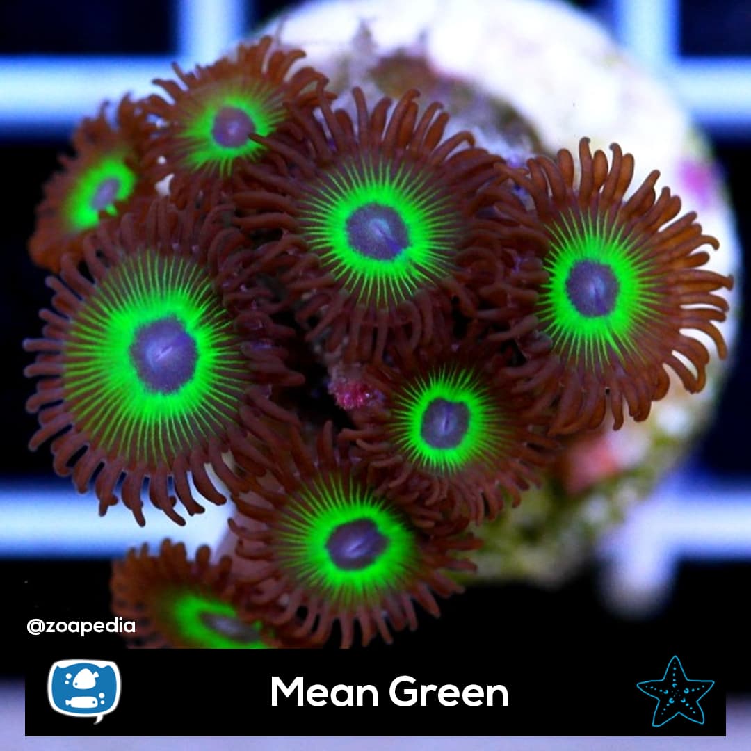 Mean Green
