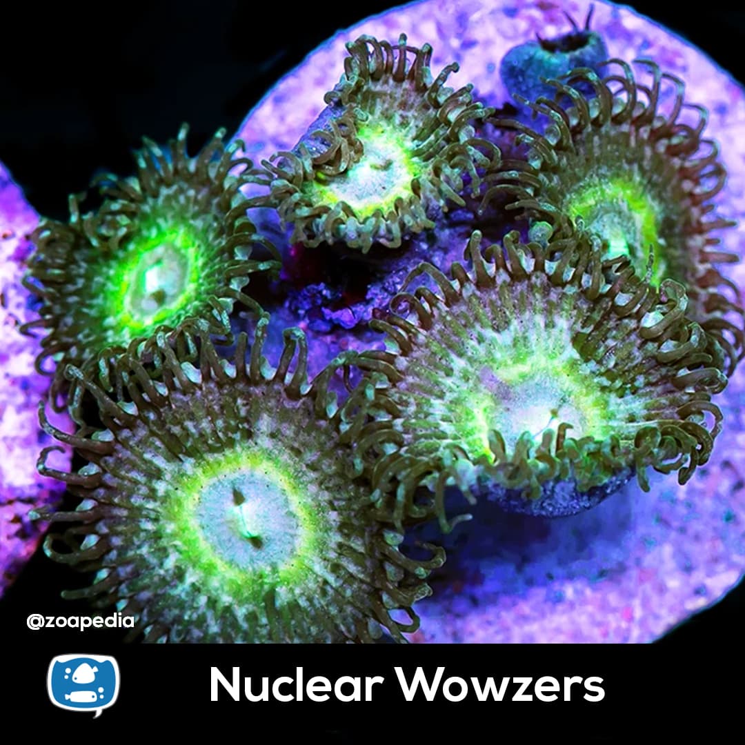 Nuclear Wowzers