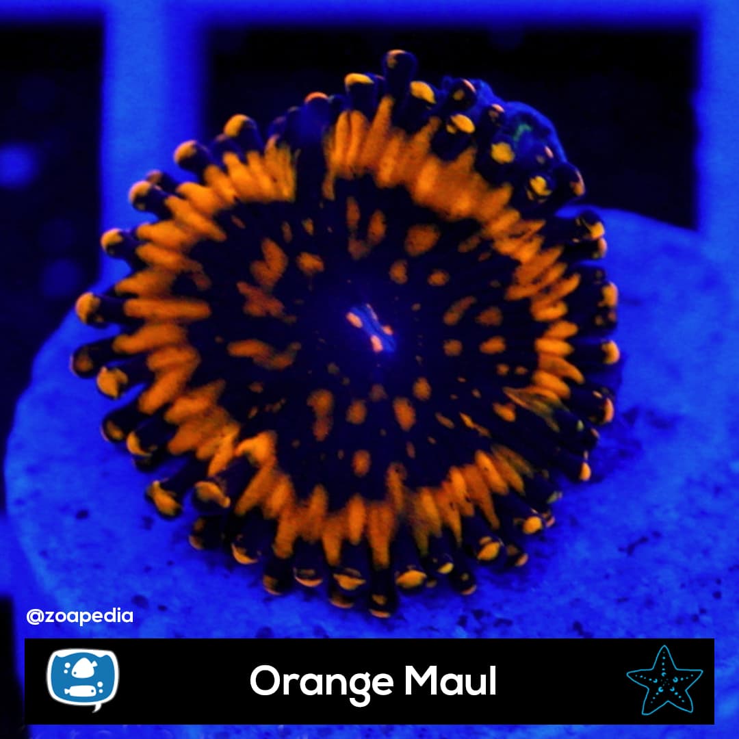 Orange Maul