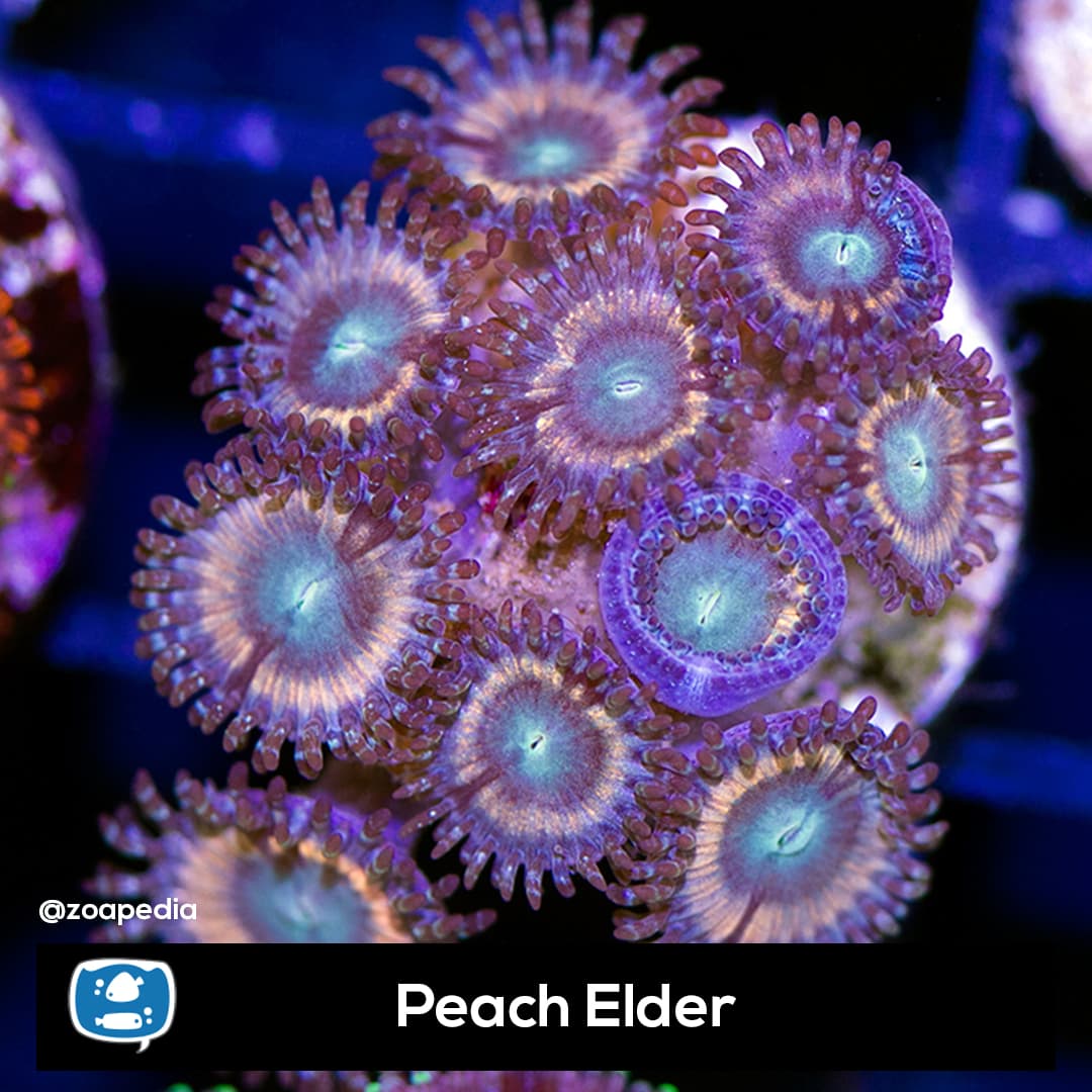 Peach Elder