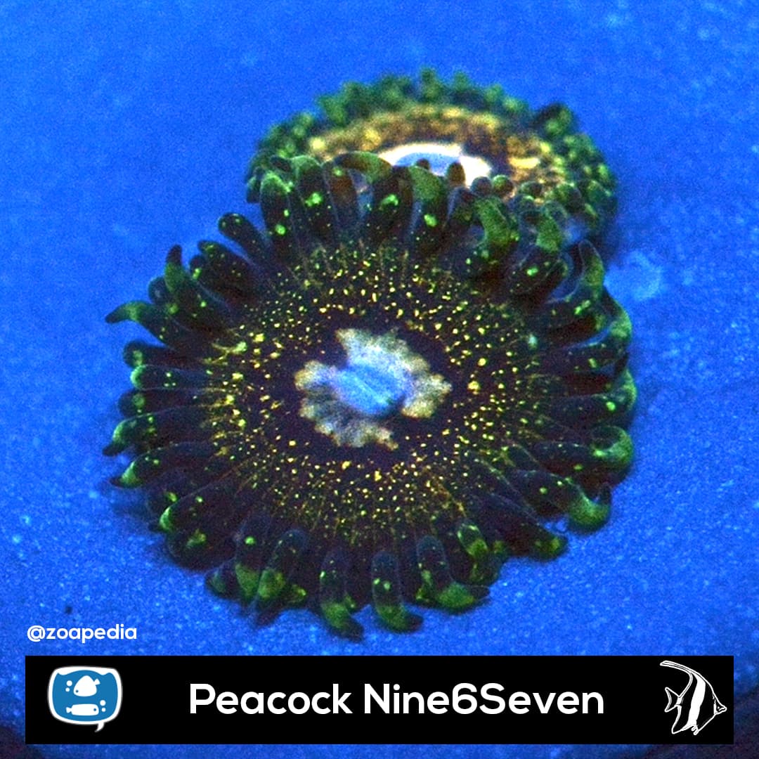 Peacock Nine6Seven