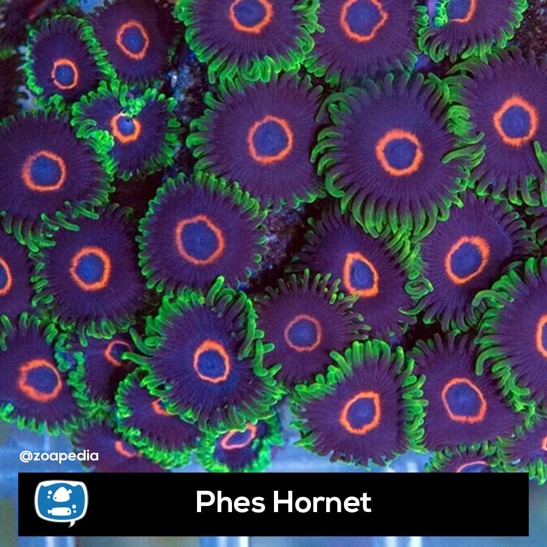 Phes Hornet