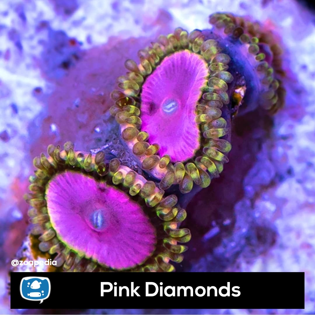 Pink Diamonds