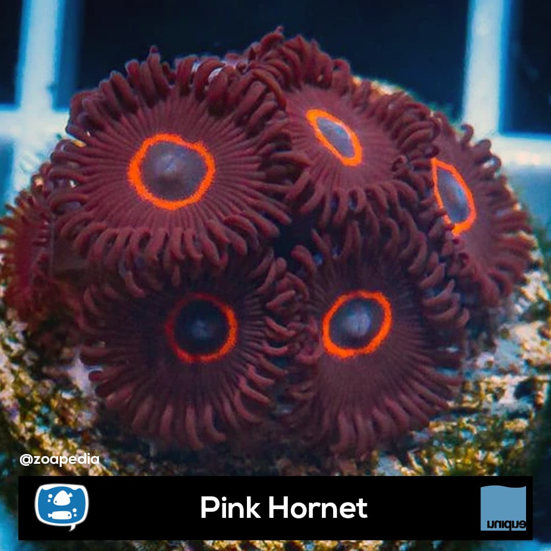 Pink Hornet