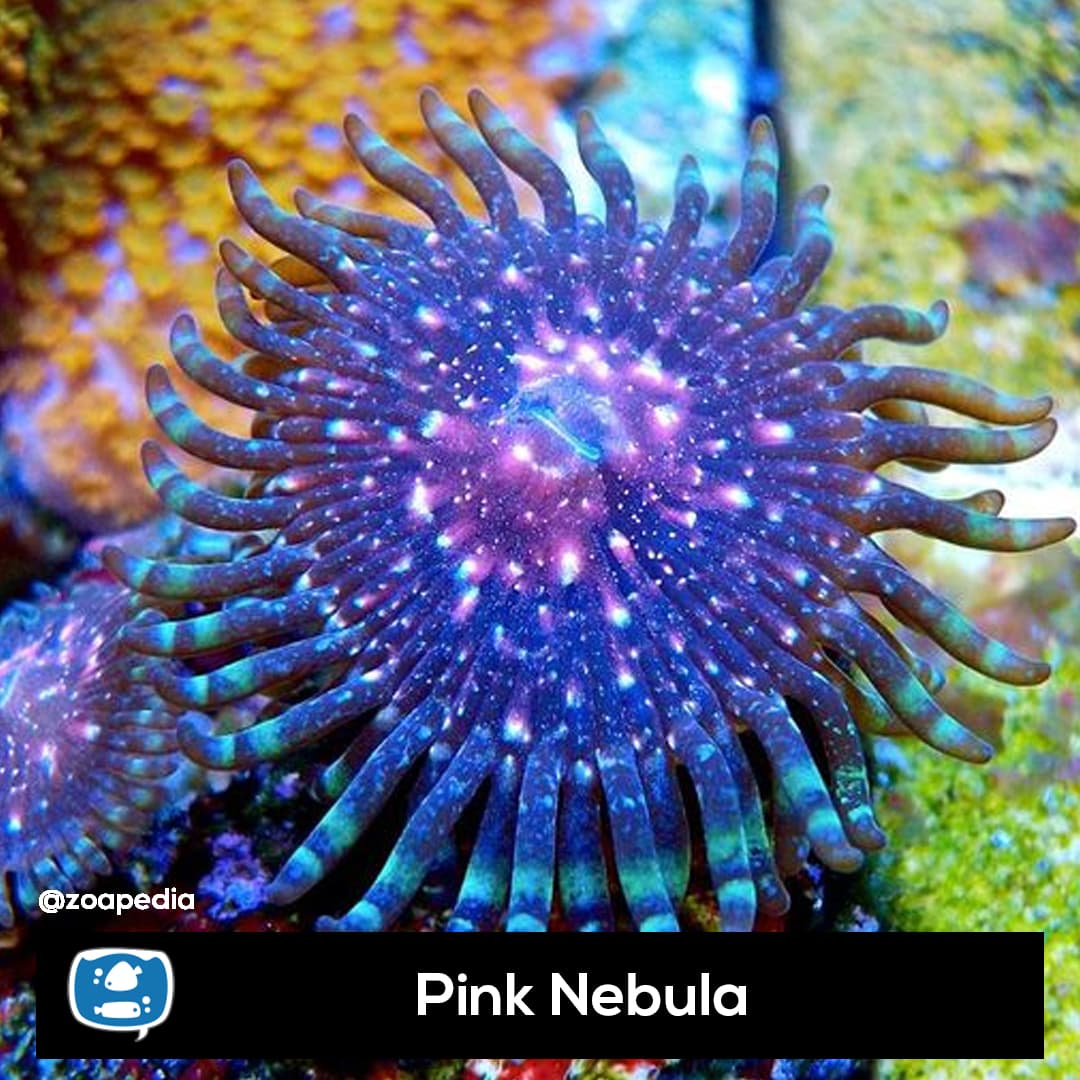 Pink Nebula