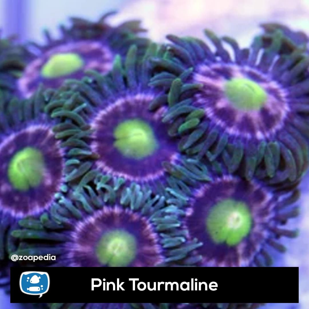 Pink Turmaline