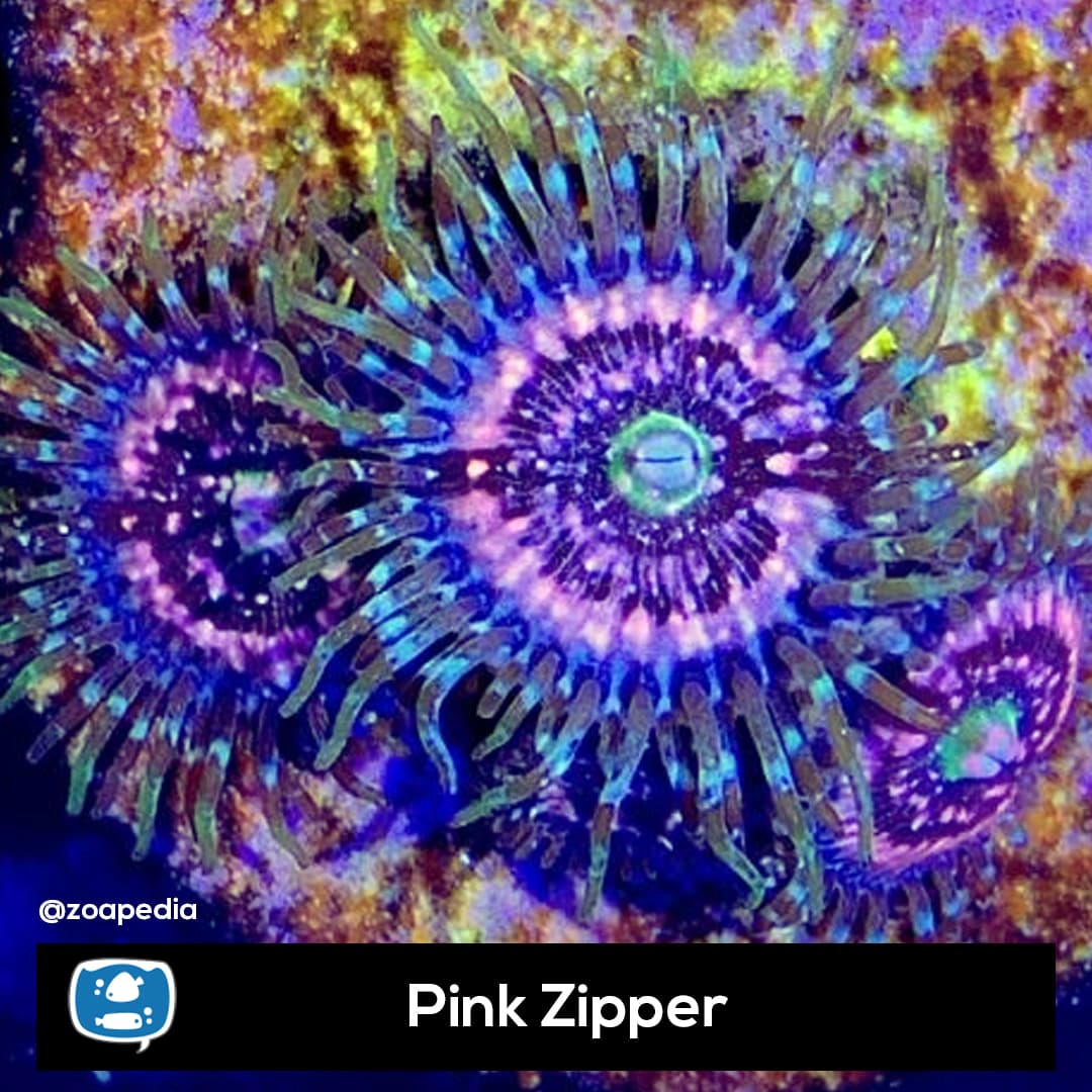 Pink Zipper