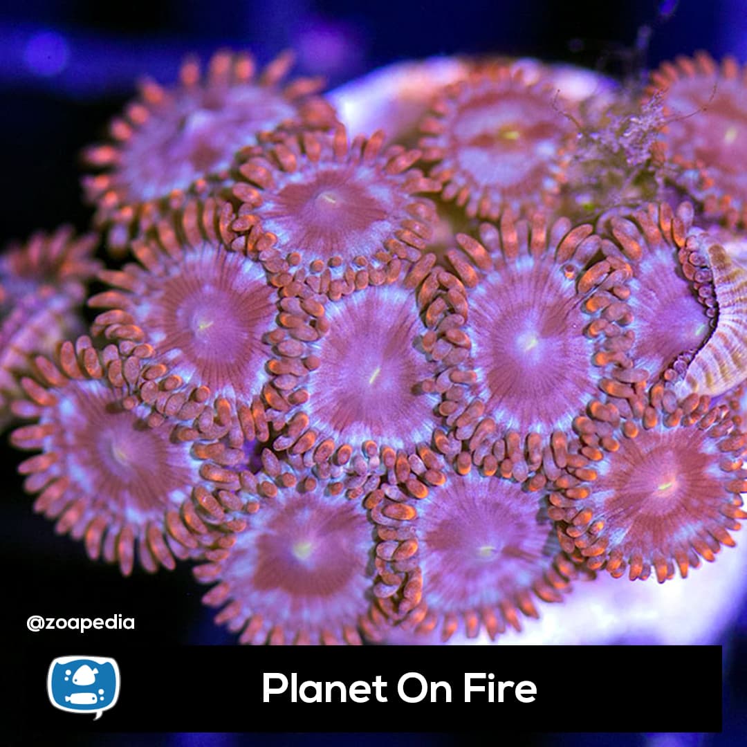 Planet On Fire