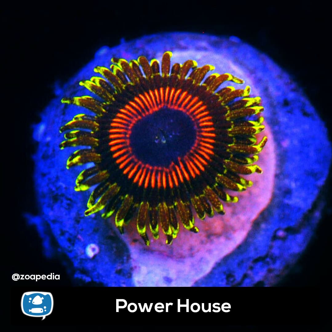 Power House