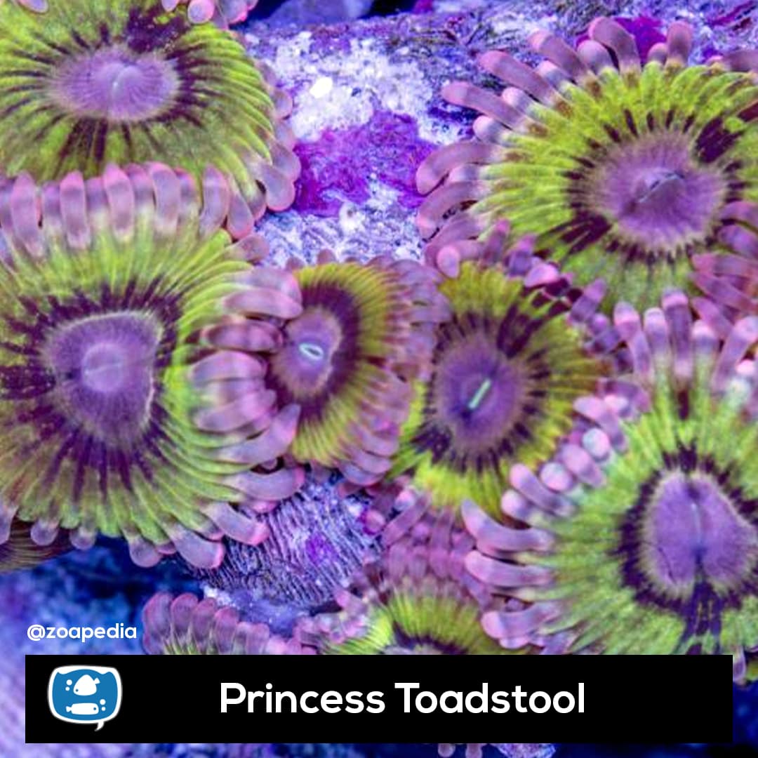 Princess toadstool