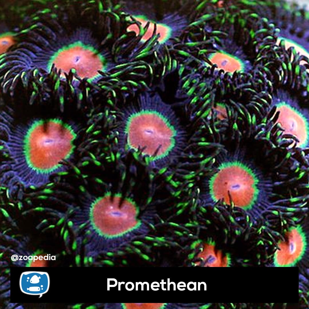 Promethean