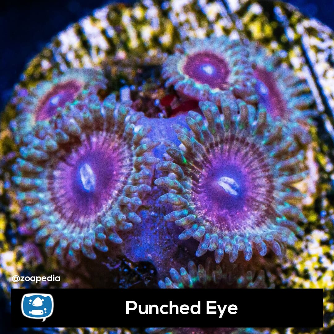 Punched Eye