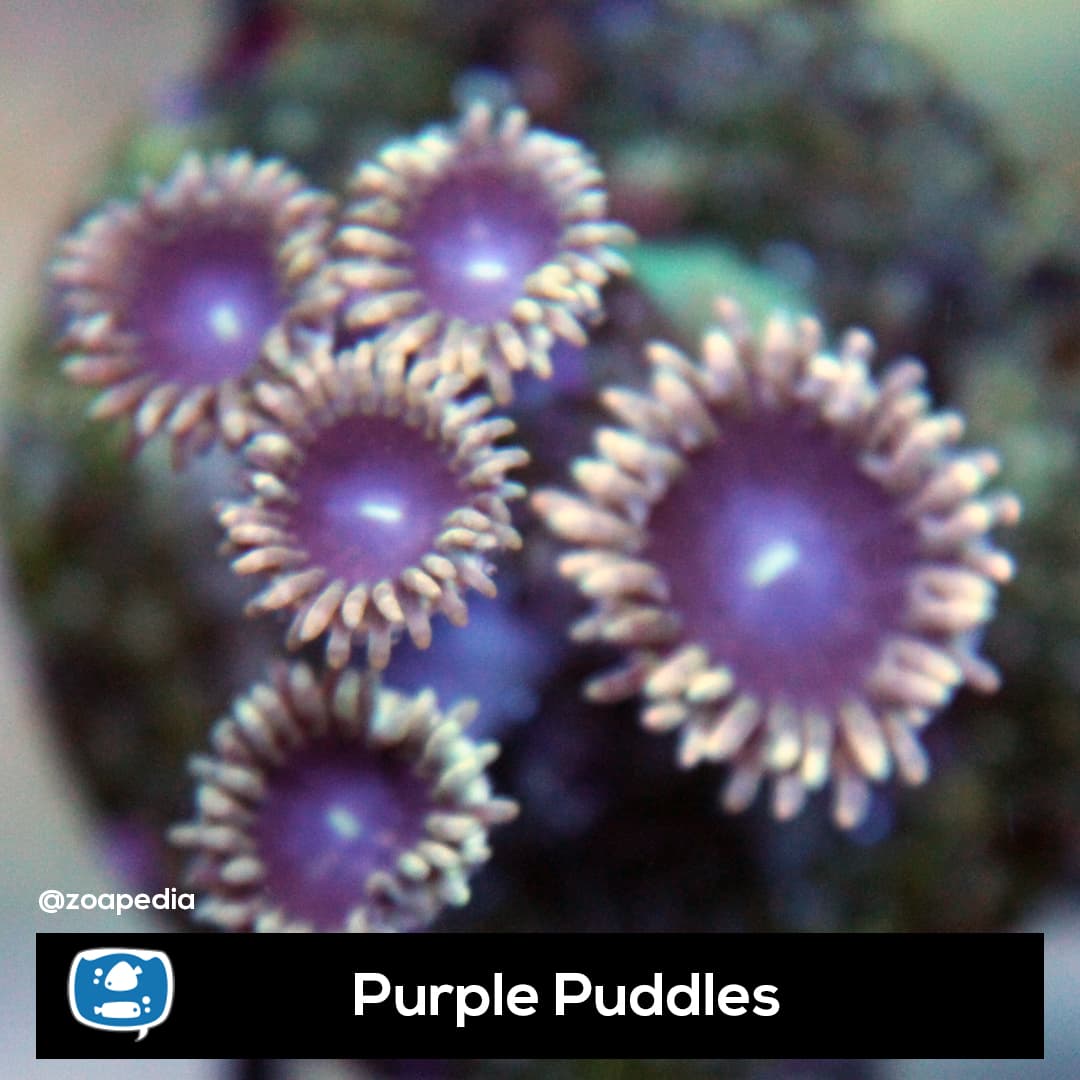 Purple Puddles