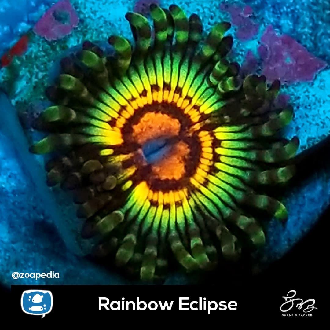 Rainbow Eclipse