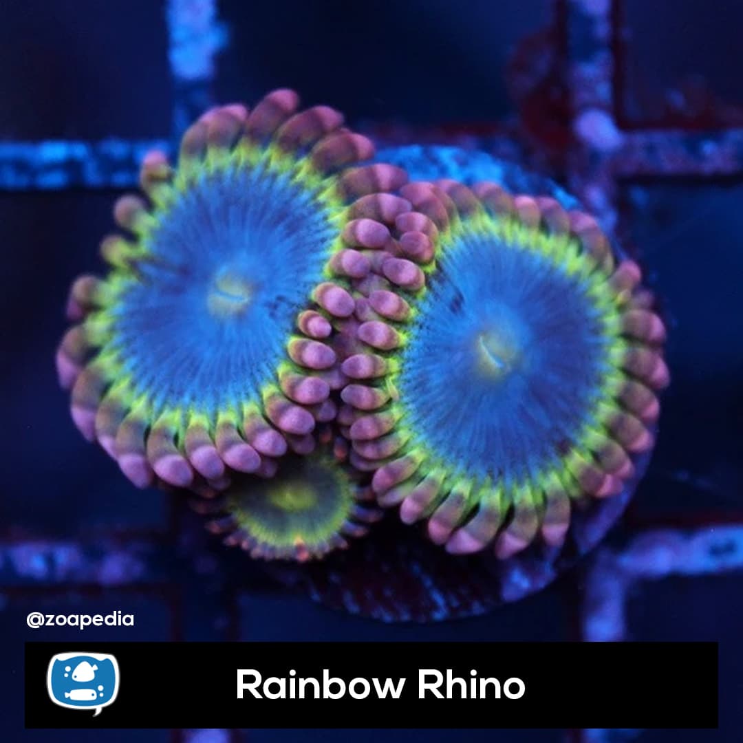 Rainbow Rhino