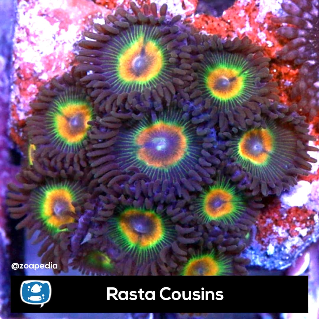Rasta Cousins