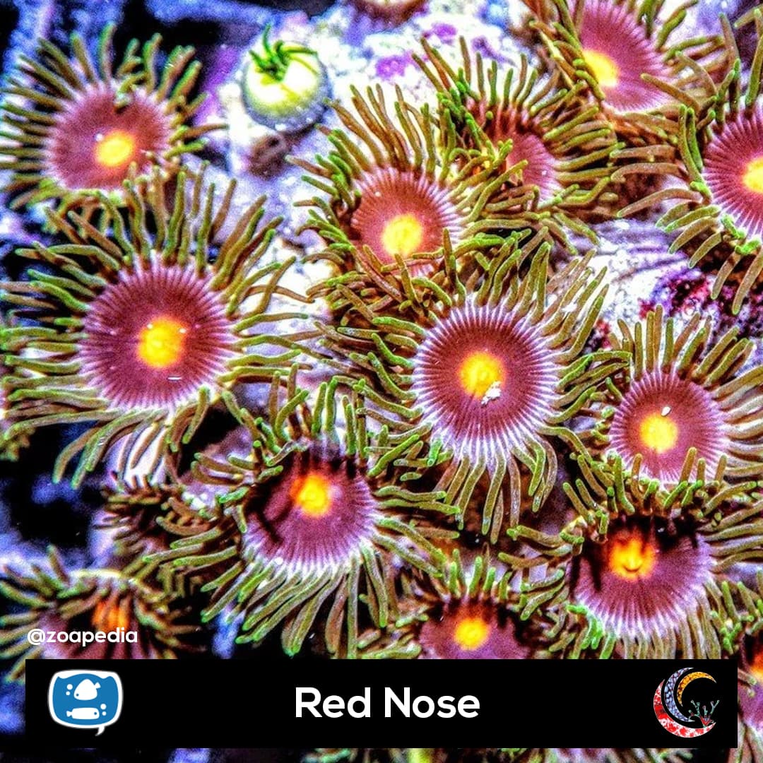 Red Nose