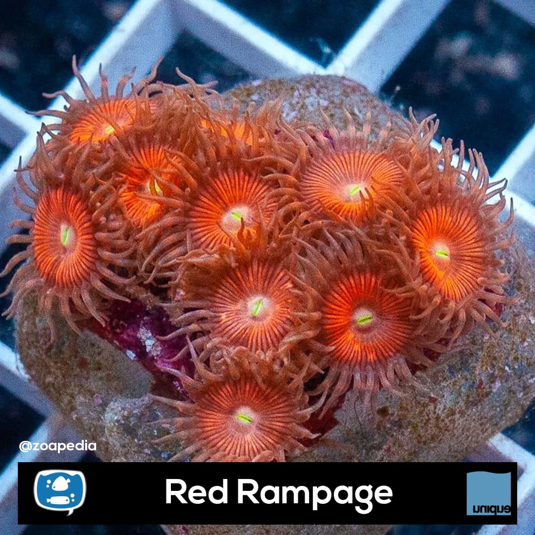 Red Rampage