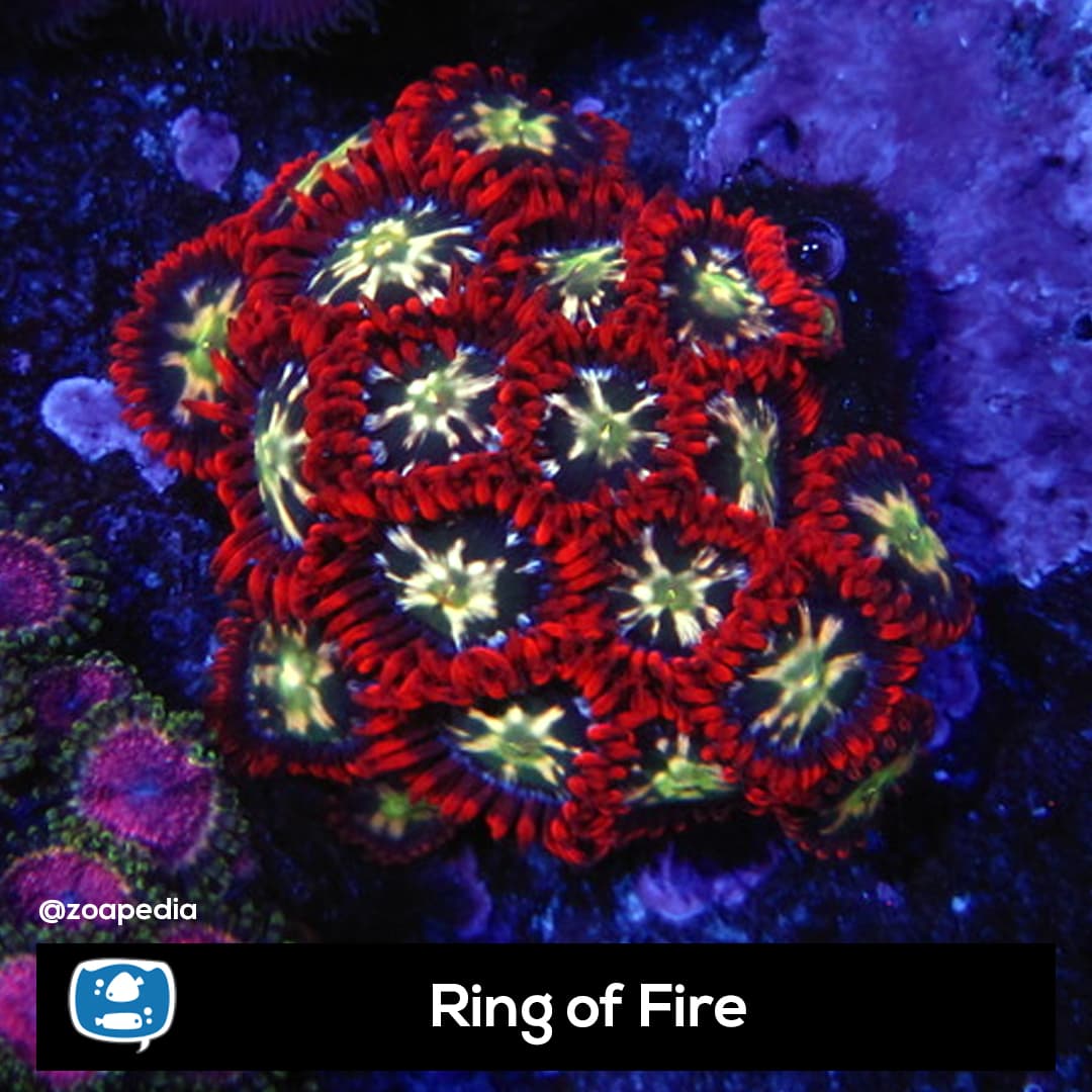 Ring of Fire