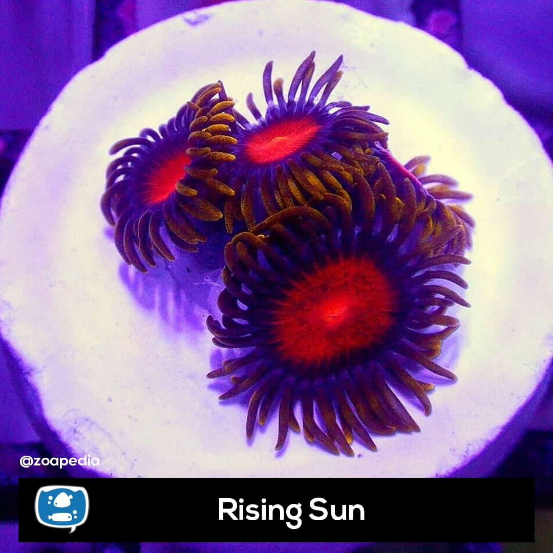 Rising Sun