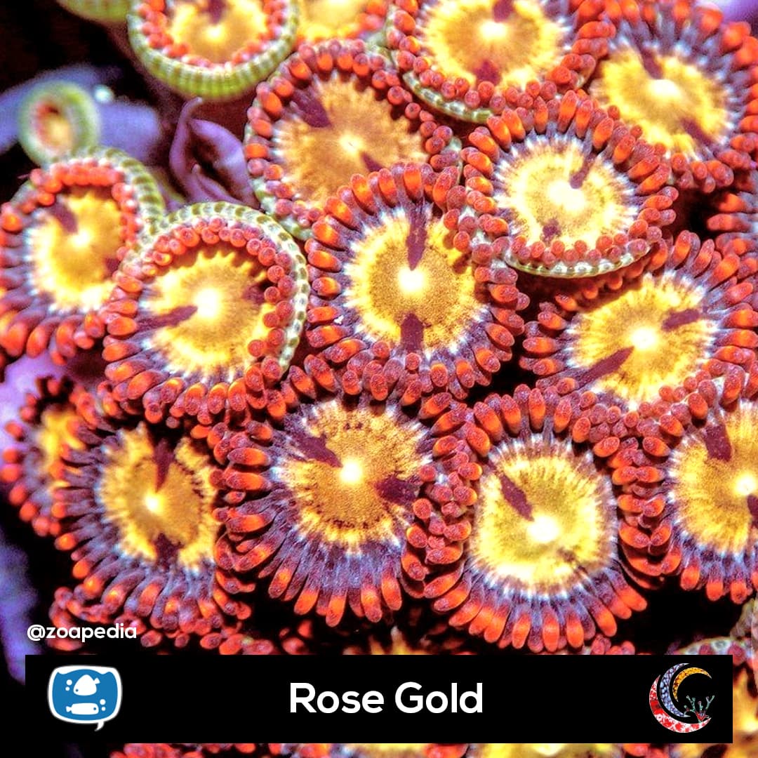 Rose Gold
