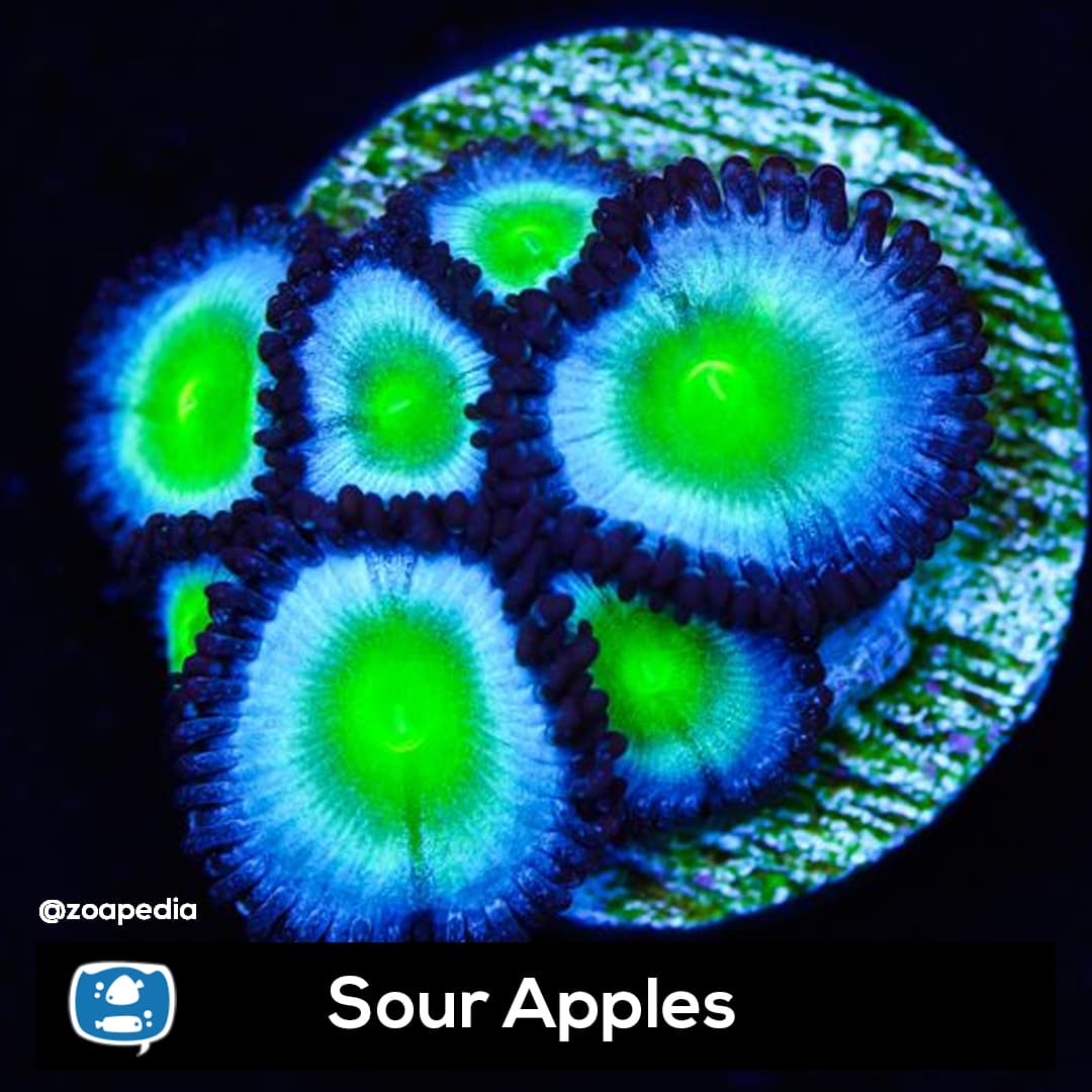 Sour Apples