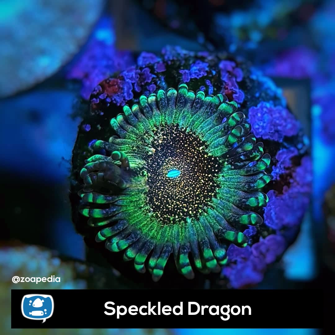 Speckled Dragon