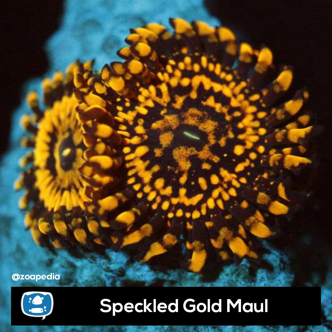 Speckled Gold Maul