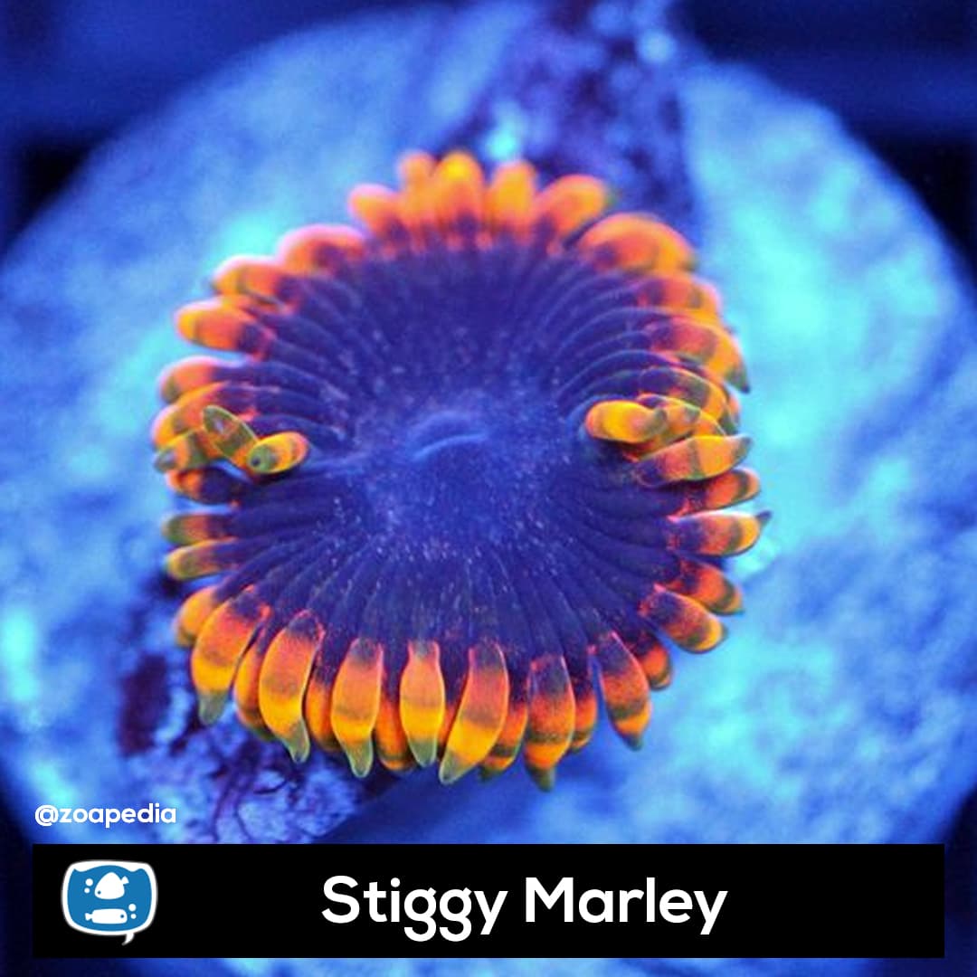 Stiggy Marley