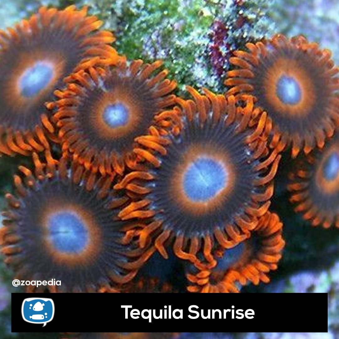 Tequila Sunrise