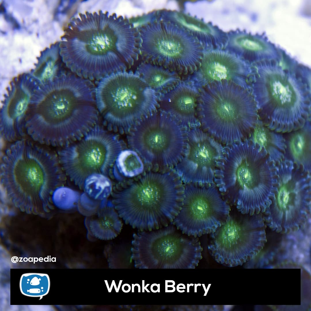 Wonka Berry