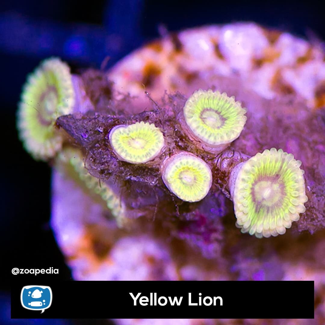Yellow Lion