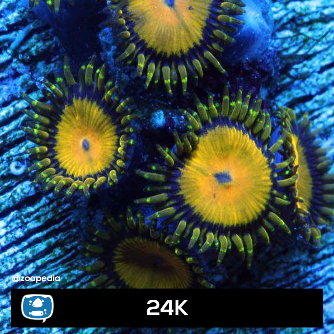 24K